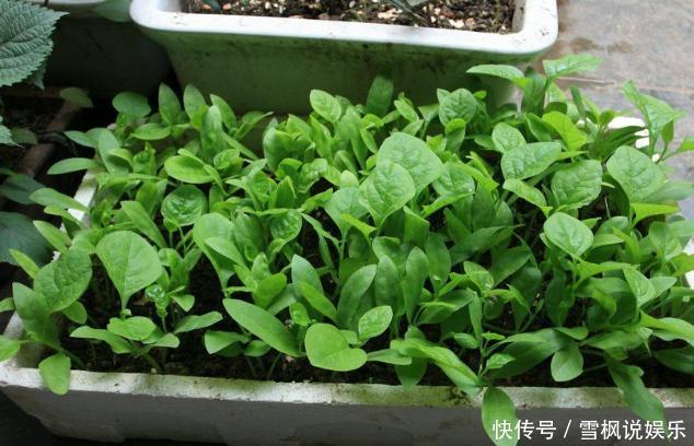 番茄树|阳台上最好养的“3种菜”，种一次，吃不完，收获一盆又一盆