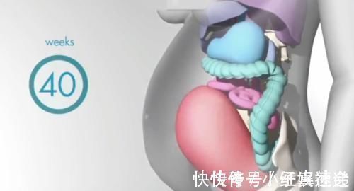 怀孕|怀胎十月,胎儿把妈妈的内脏挤哪去了?十张过程图带你了解