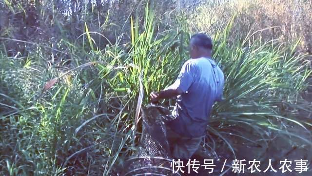 六旬大爷自创抓鱼独门绝技,10分钟脚踩22条,收获远超专业钓鱼人