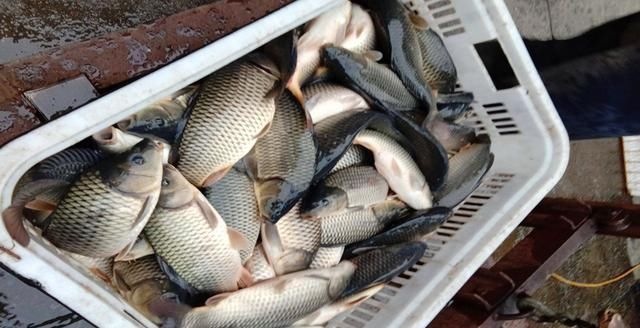 收费鱼塘钓鱼,掌握5个知道,3条垂钓技巧,多钓鱼不难