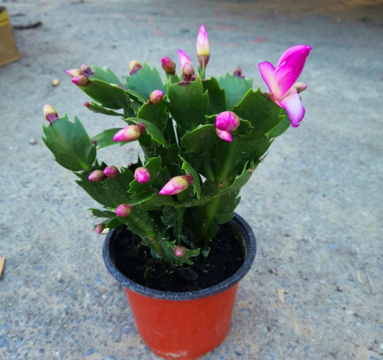 养花|哪些资源能被制作成养花“神器”?这4类全可以