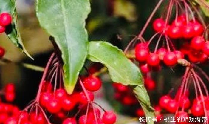 血液通暢的女性,皮膚才會(huì)細(xì)膩,常吃“活血果”,助你活血防癌!