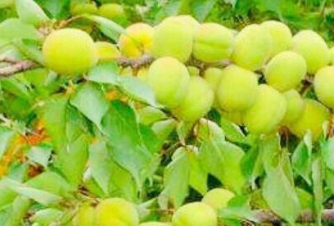 养生保健的好食物，推荐男女常吃，滋阴补虚，养血益气，美容嫩肤