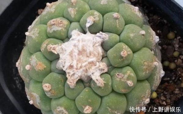 再美观也不能在家里养的3种花,不知你家有没有,尤其是第二种