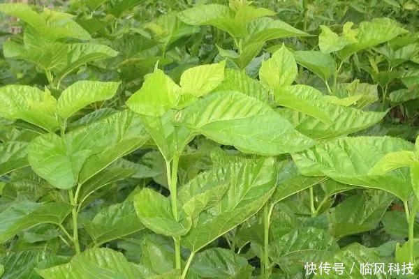  身体|桑树全身都是宝，坚持桑叶泡水喝，7天后身体会尝到4个“甜头”
