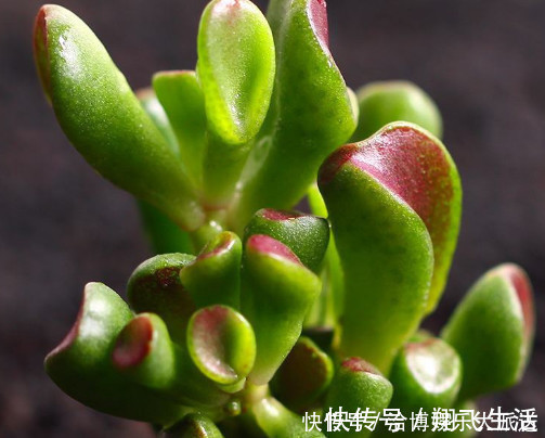 筒叶花月|多肉筒叶花月怎么养教你3个小妙招,养出翠绿又旺盛的筒叶花月