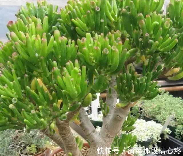 7元买的吸财树，养出“上千头”，老桩胳膊粗，比“珊瑚”还好看！