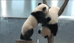 |搞笑动图:看你这么热情,本猫神就跟你握个手吧!