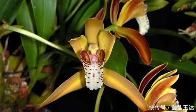 兰花如何养护,注意掌握正确的光照,比施肥更重要
