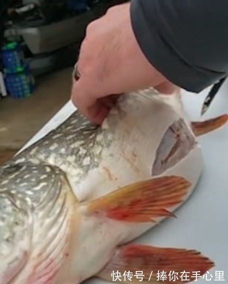 几个老哥钓上一条大鱼肚子里硬硬的 剖开一看令人难以置信