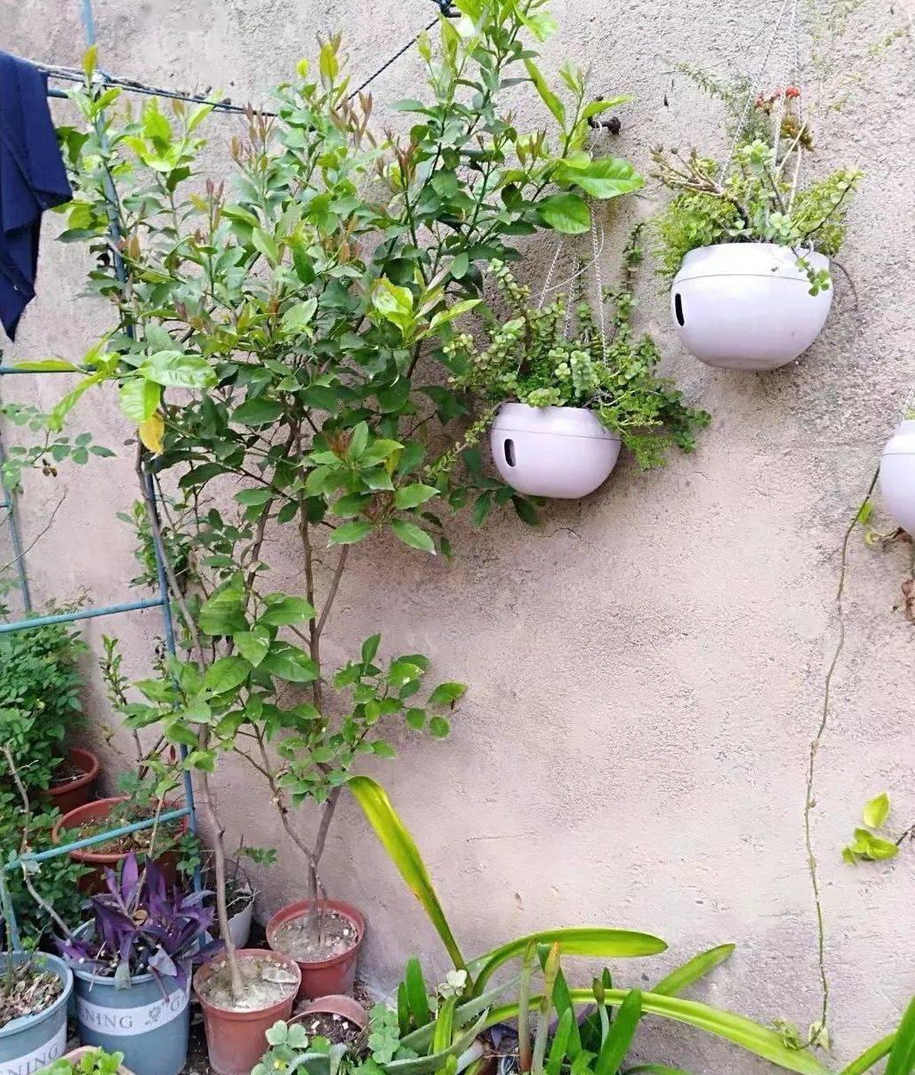 养花没院子有阳台,教你3招,打造花的海洋