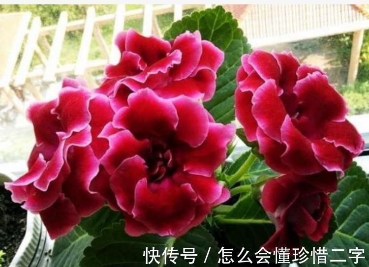 4种花养家里，多姿多彩、美轮美奂，四季有花开，花香四溢飘满屋