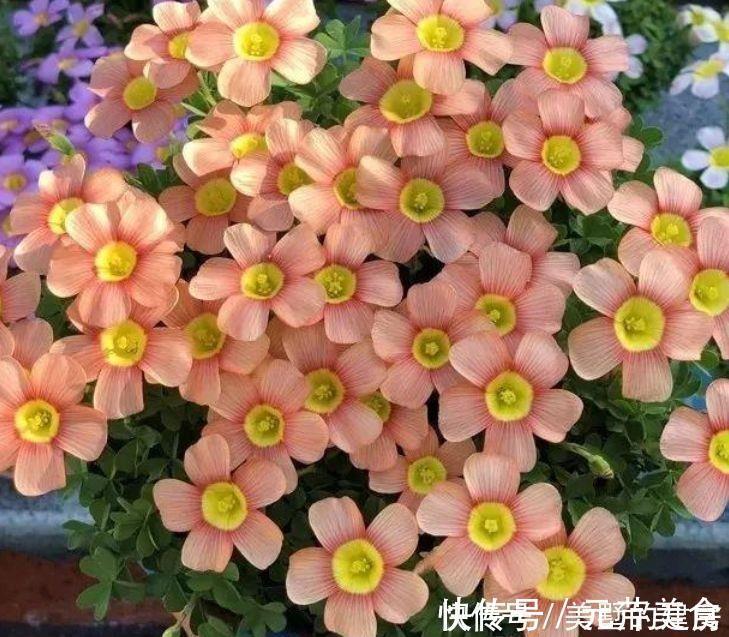 花期超长的几款花，养在家里四季有花开，花香四溢
