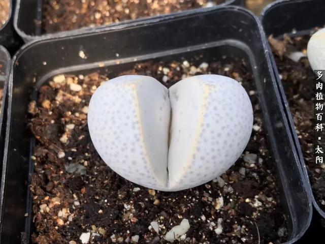 会开花的“石头”番杏科多肉植物“生石花”的养护心得！