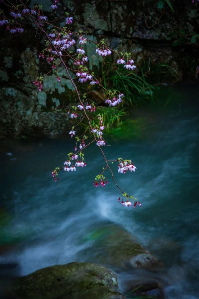 老年|春风拂面百花开 浦江“私藏”了整个春天