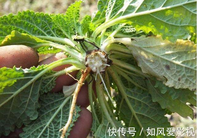 营养物质|被长相耽误的农村野菜，真正懂的人当宝贝，有很多作用，一斤卖17