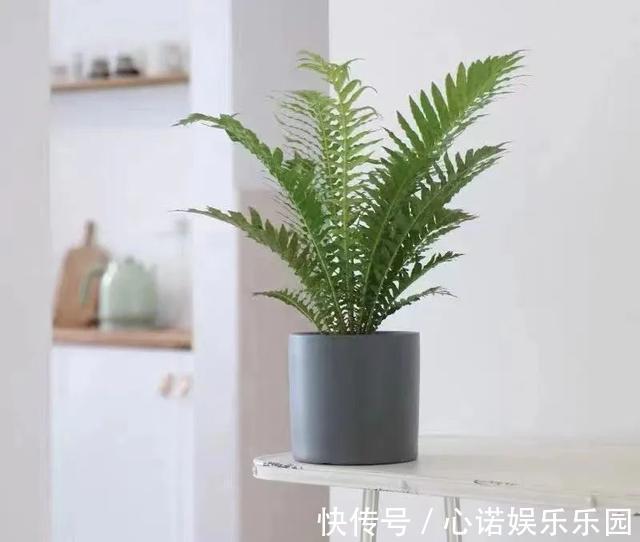 五种小盆栽，耐阴又好养，办公室养几盆，增财运、旺事业