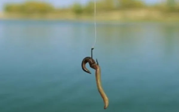 没料到蚯蚓饵这样用,鲫鲤鱼钓个不停!照着做,你也可以连竿不断!