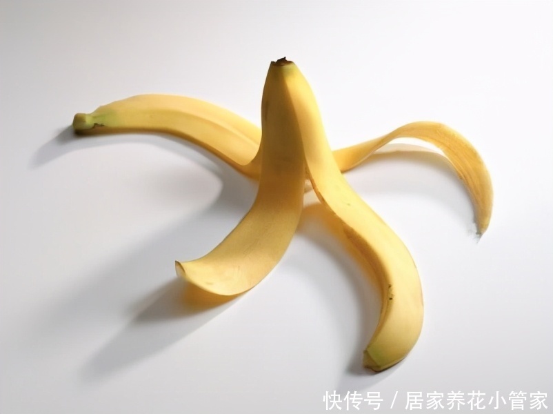 香蕉皮不要扔,用来养花好处多