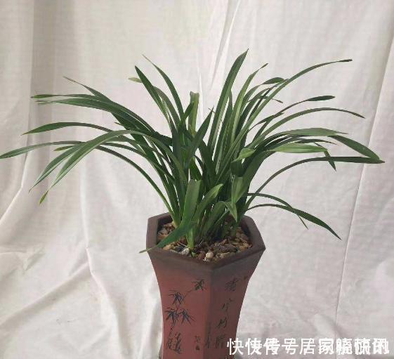 公认难养的2种花,养一棵死一棵,年年收空盆