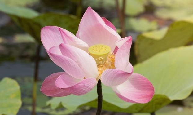 阅微草堂笔记|人算不如天算，看这个故事，明白了“天道”的规律