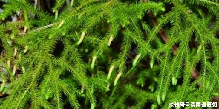 草药|俗语“筋长一寸,寿延十年”,农村这种野草,是老大夫的宝贝