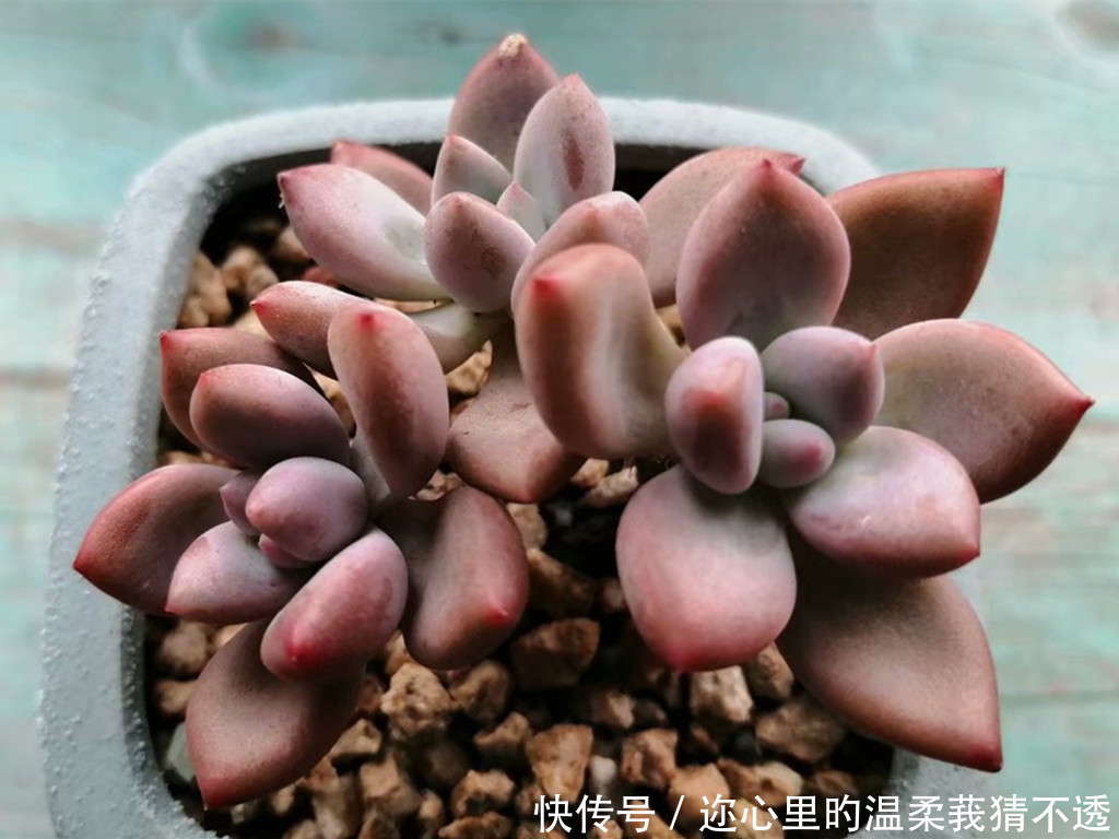 误区|养多肉经常走进的3个误区,大胆走出来,你的多肉会越来越美