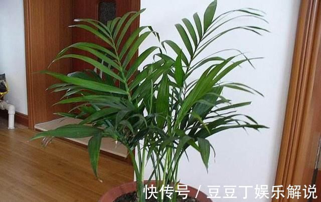 龟背竹|空气干燥、蚊虫多、异味大家里养这“4种花”,什么烦恼都没了