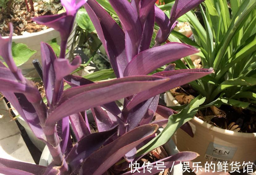 叶子|养什么花净化空气效果更好？盆栽这3款，漂亮好使，格外有格调