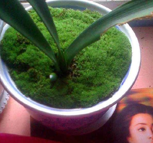 苔藓|小萌新想让兰花更雅致，很简单，花农教你如何在盆面种植苔藓