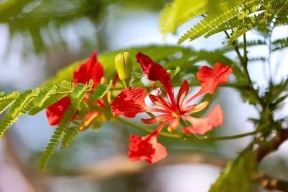 33种花，33首歌，太美了！