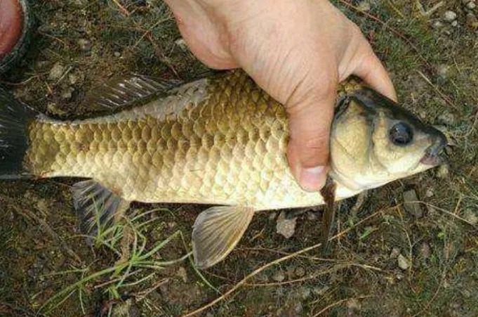 老钓鱼人:冬钓我从不将就!只要有这“六字真言”,渔获特有面子