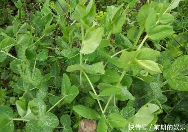 男女|不论男女,多吃此野菜,润肠通便,清虚热,吃到就是捡到宝