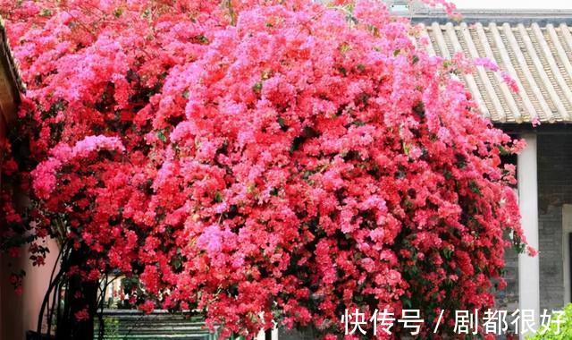 爬藤植物|花开一面墙,花落一路香,一棵爬藤植物的花海