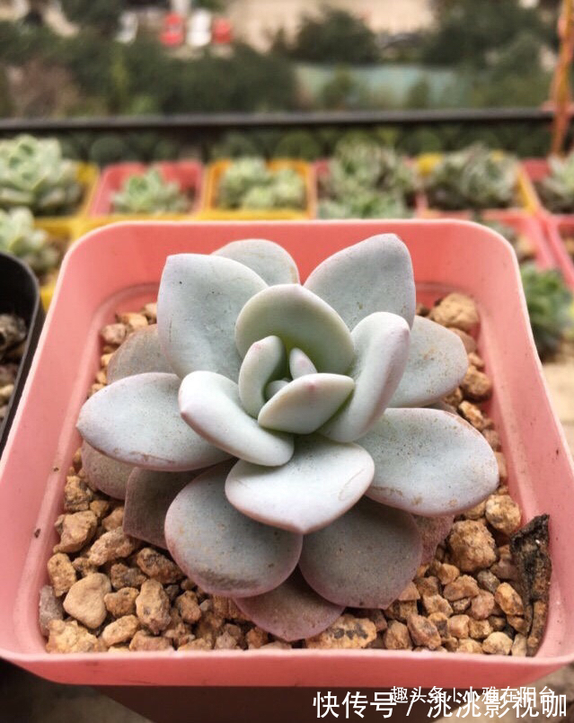 秋季养多肉可以淋雨吗有优点有缺点,做对“一点”,长成小胖子