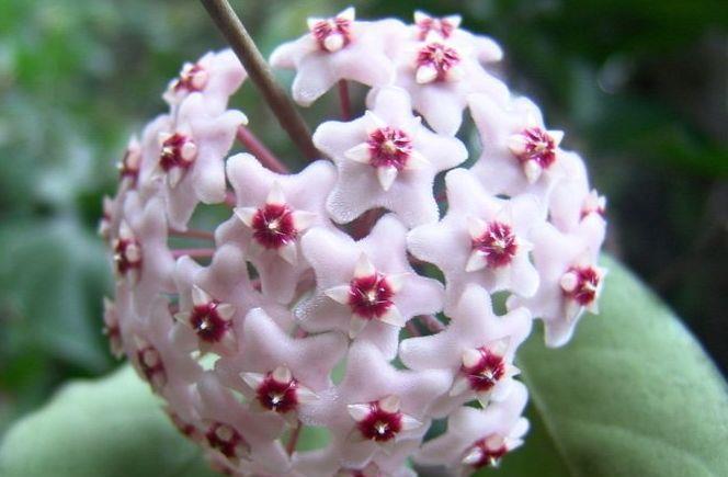 紫罗兰紫罗兰|从8月6日开始,家养此款花卉,北方也能养,花开一簇一簇