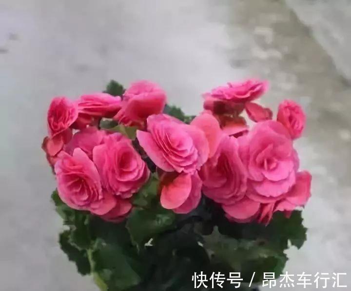 有害气体|家里养这12种“吸毒”绿植,净化空气,老人小孩少生病