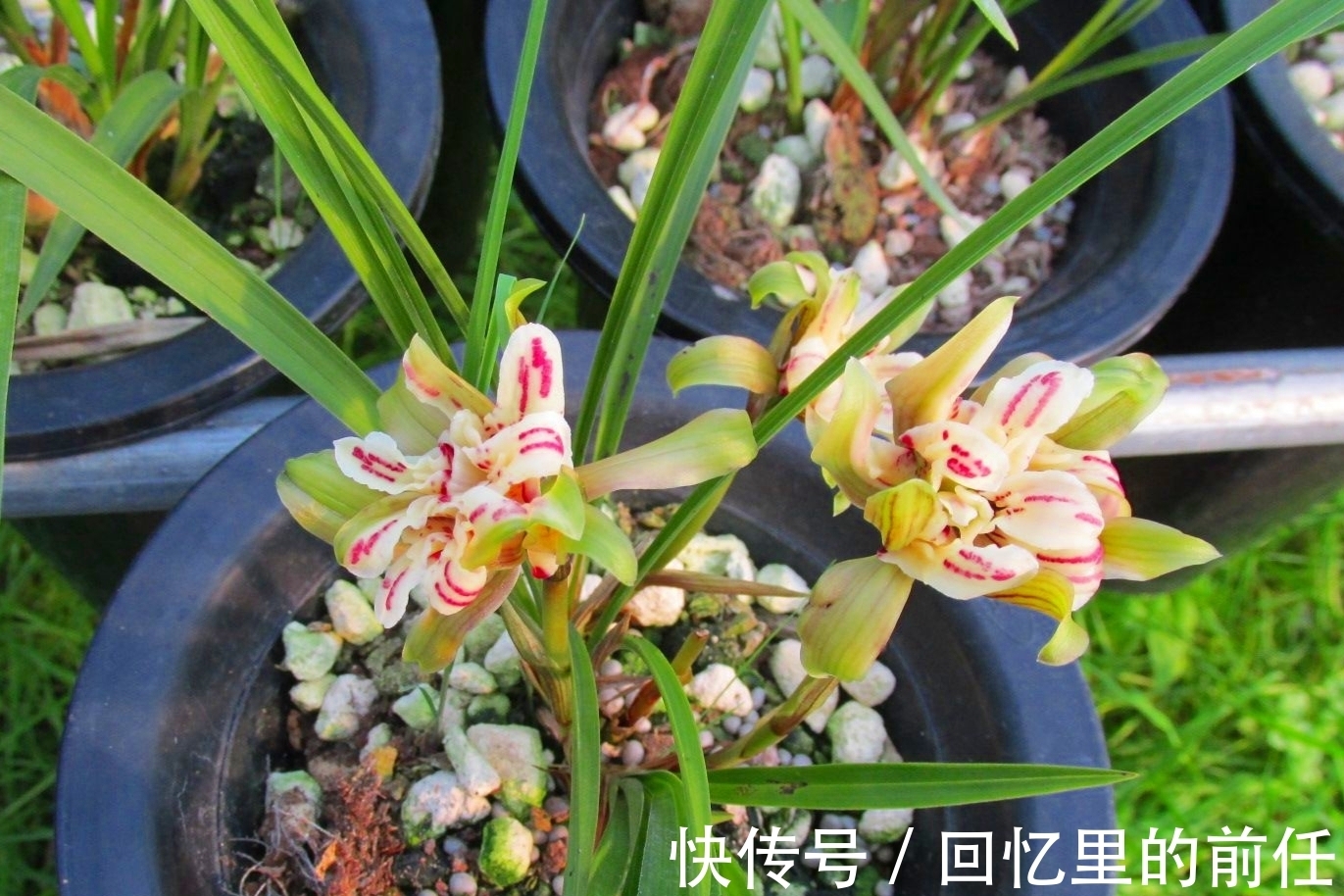 天蓬元帅@它是兰花界“天蓬元帅”?花朵酷似牡丹,味道胜香水,种植超简单