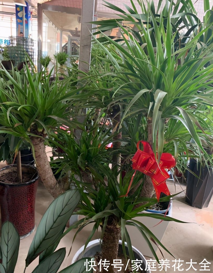 “它”真是个寿星老、养护得当、活上几十年那是小意思