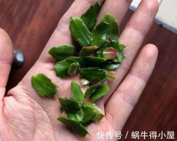 蟹爪兰|蟹爪兰要会“掐”,掐了新叶好处大?掐不对,一年不开花