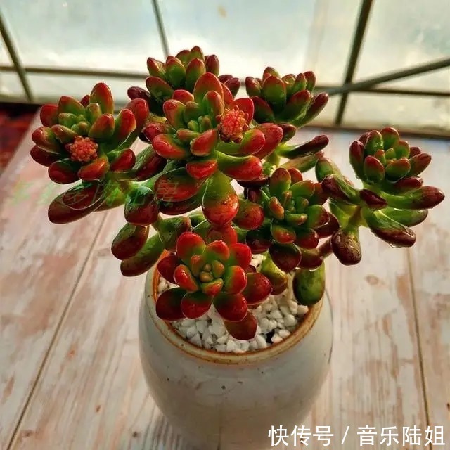 自带香气的松绿多肉,叶片肥美又好养,你喜欢吗