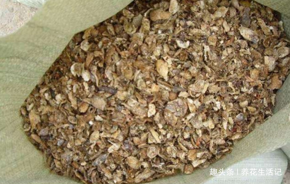 用“壳”养君子兰，根系健壮繁多，开花简单叶子绿！