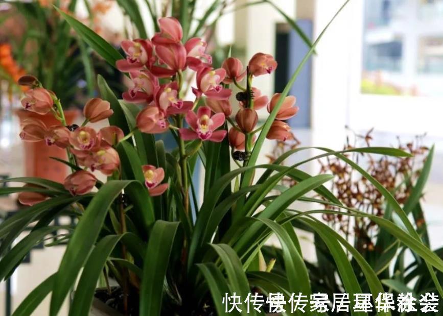 花蕾|夏季入手兰花盆栽选春兰，这么干，7月高温天照样花开不停