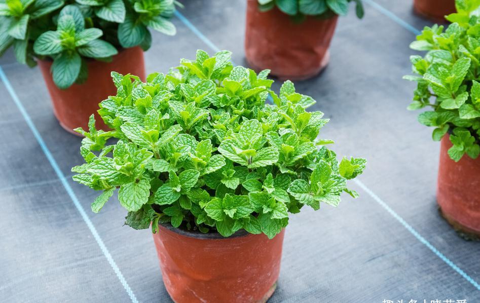 养不活花的人,建议养这“5种花”,好养好看又实用