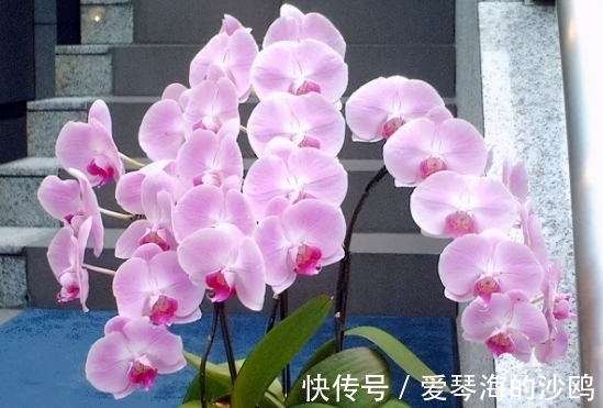 接近年关,养花就选这3样年宵花,每1种至少开花3个月