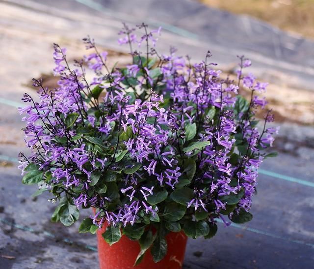 最好养的木本花卉，扦插就能活，全年开花，花色美丽，是盆栽佳品