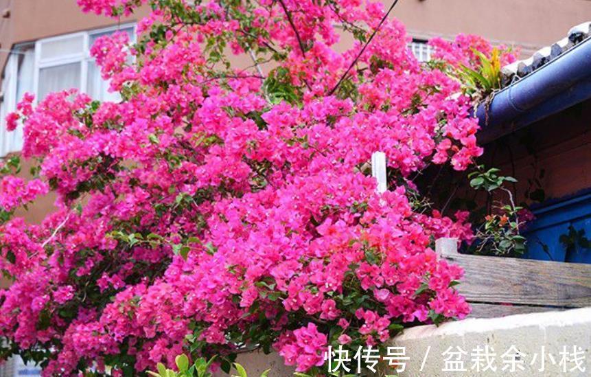 花芽|秋天养三角梅,合理的掐芽打顶,新芽侧枝一起长,绽放层叠群花