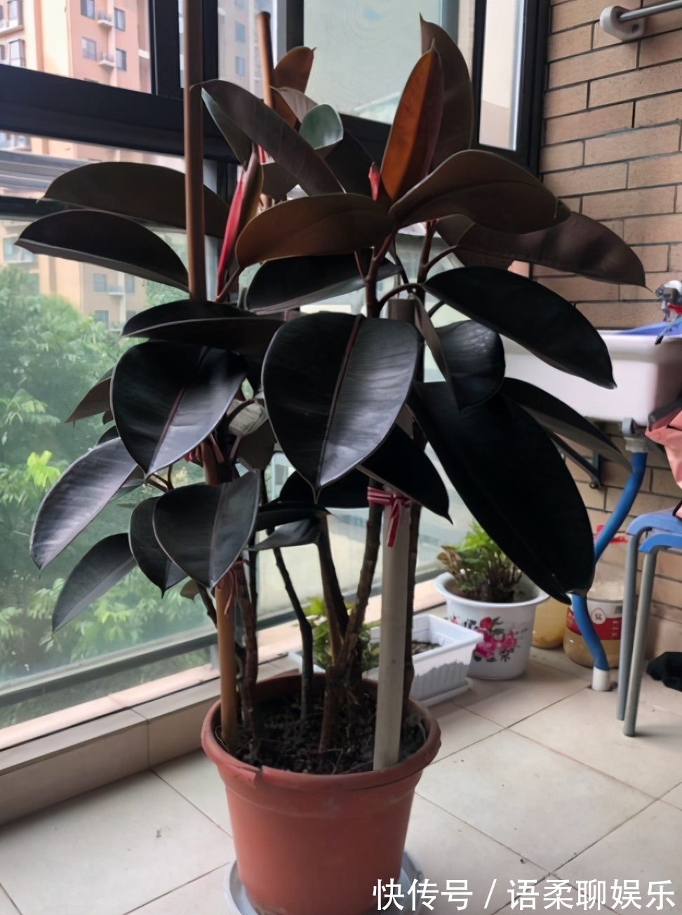 光照|总结养花“十大问题”,只要学会,你就是养花大神