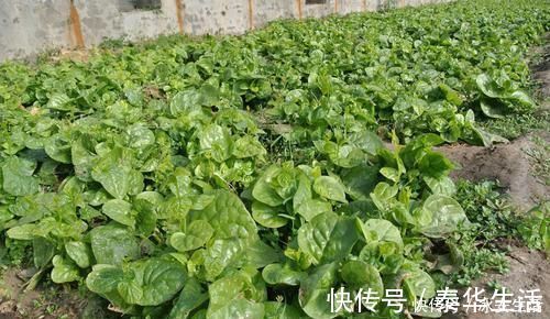 木耳菜|含钙量不输牛奶，嫩叶口感清脆爽口，俗称“豆腐菜”，吃过吗？