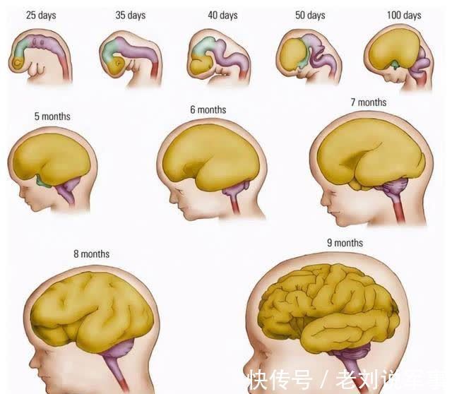 抓住|宝宝大脑的“黄金期”有限，家长要抓住，才可让娃赢在起跑线上